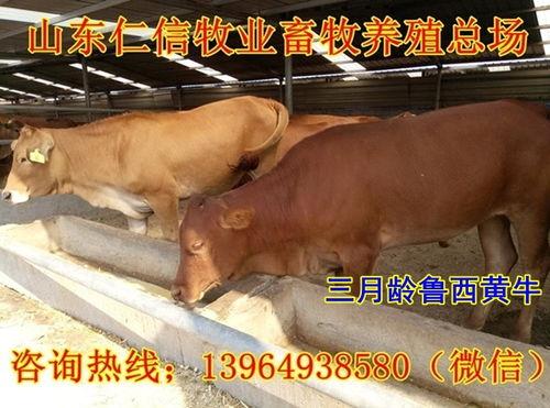 土牛行情最新爆料,最新爆料揭示市場動態與趨勢