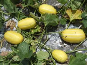 菜瓜最新事件爆料,揭秘背后驚人真相