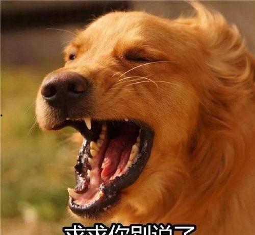 最新臺灣狗崽爆料,揭秘政壇幕后黑幕